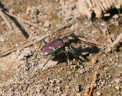 Cicindela limbalis