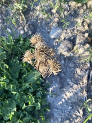 Arctium tomentosum