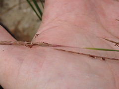 Schizachyrium rhizomatum