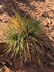 Yucca angustissima