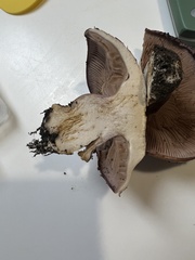 Cortinarius atkinsonianus