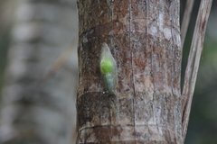 Gaeotis nigrolineata