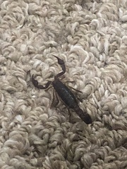 Vaejovis carolinianus