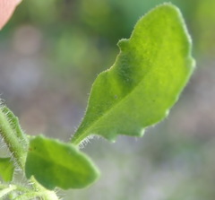 Chaenostoma campanulatum