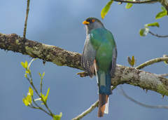 Priotelus roseigaster