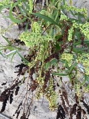 Rumex triangulivalvis