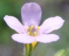 Chaenostoma campanulatum