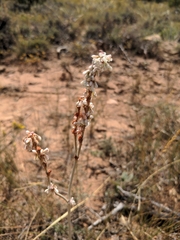 Eriogonum racemosum
