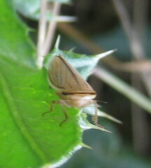 Athysanus argentarius