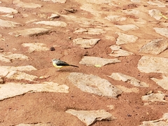 Motacilla cinerea patriciae