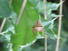 Athysanus argentarius