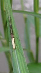 Tetragnatha
