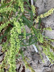 Rumex triangulivalvis