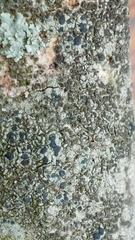 Lecidella elaeochroma