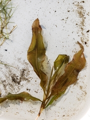 Potamogeton illinoensis