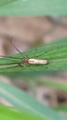 Tetragnatha