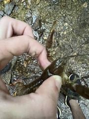 Cambarus robustus