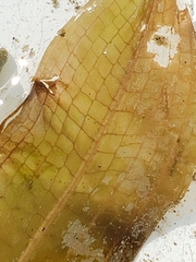 Potamogeton illinoensis