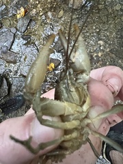 Cambarus robustus