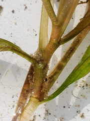 Potamogeton illinoensis