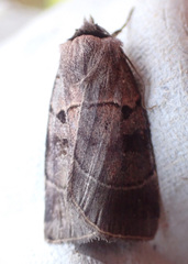 Agnorisma badinodis