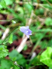 Hesperocodon hederaceus