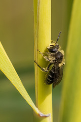 Andrena asteris