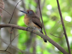 Nonnula frontalis frontalis