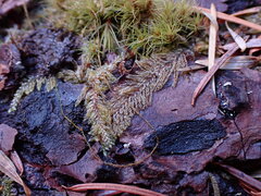 Hypnum circinale