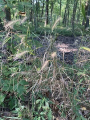Elymus villosus