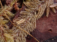 Hypnum circinale
