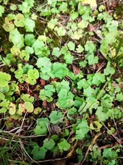 Hesperocodon hederaceus