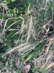 Elymus villosus