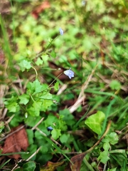 Hesperocodon hederaceus