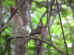 Nonnula frontalis frontalis