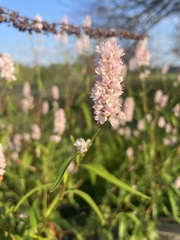 Persicaria bicornis