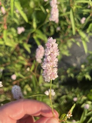 Persicaria bicornis