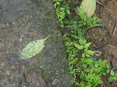 Anolis evermanni