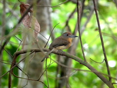 Nonnula frontalis frontalis