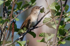 Locustella luscinioides