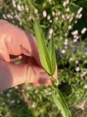 Persicaria bicornis