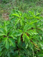 Trachymene composita