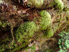 Dicranum fuscescens
