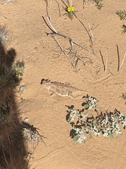 Phrynosoma goodei