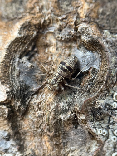 Woodland barklouse photo 4