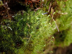 Dicranum fuscescens