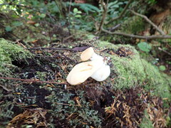 Hydnum repandum