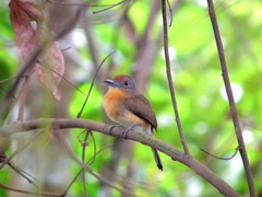 Nonnula frontalis frontalis