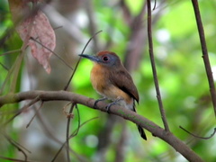 Nonnula frontalis frontalis