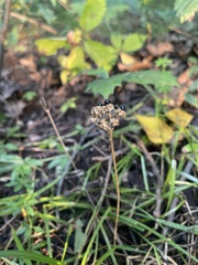 Allium tricoccum